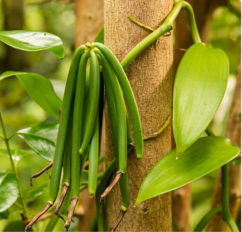 Ministry of Agriculture vanilla harvest date