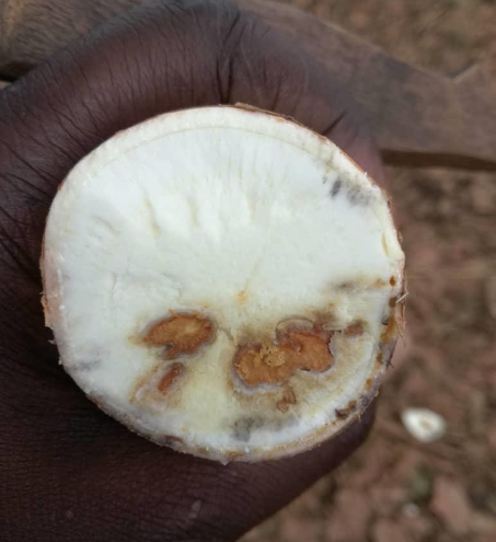 Gulu and Nyowa cassava brown streak disease